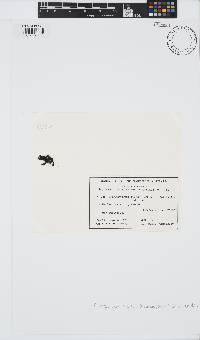 Petrospongium rugosum image