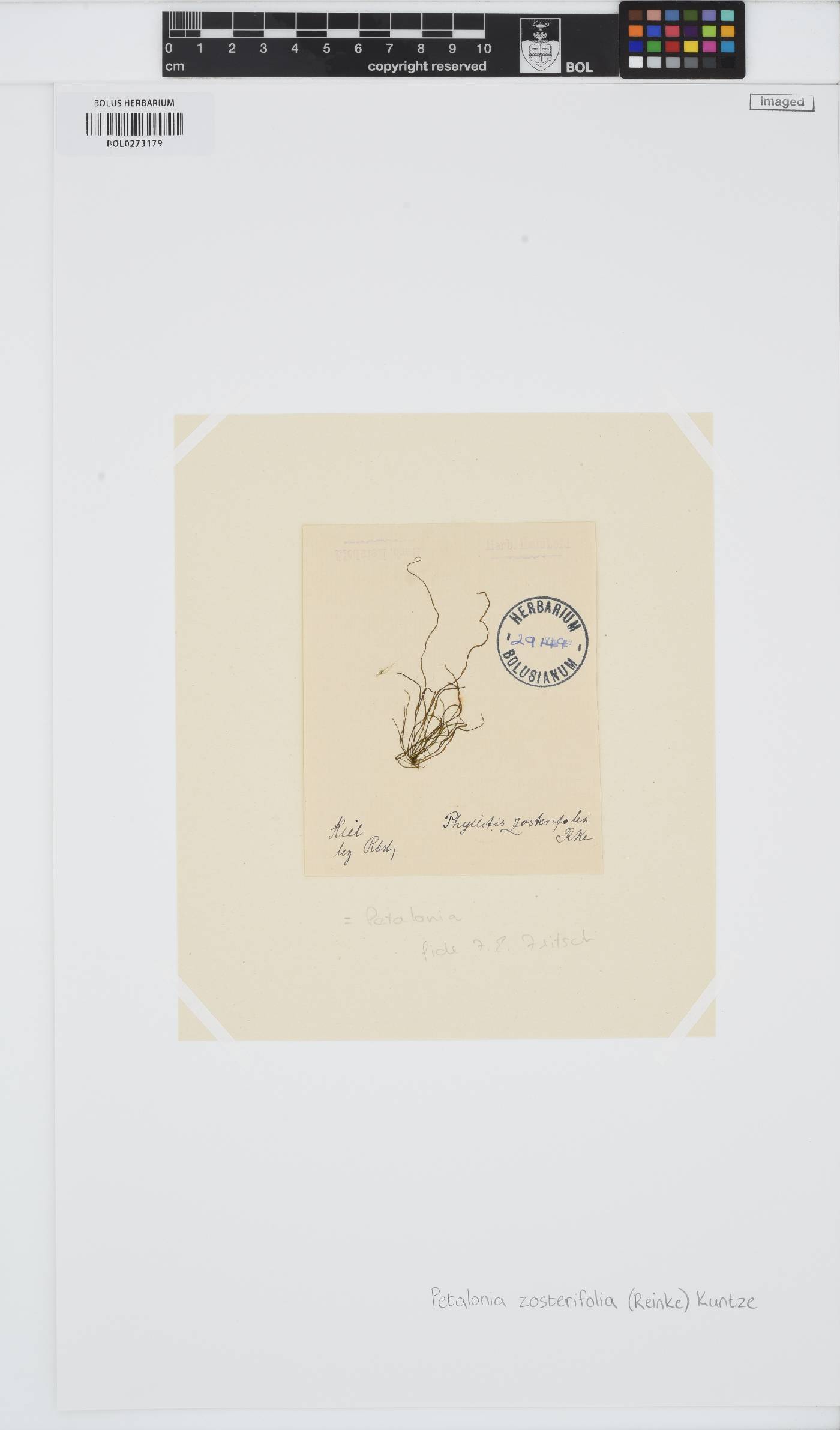 Planosiphon zosterifolius image