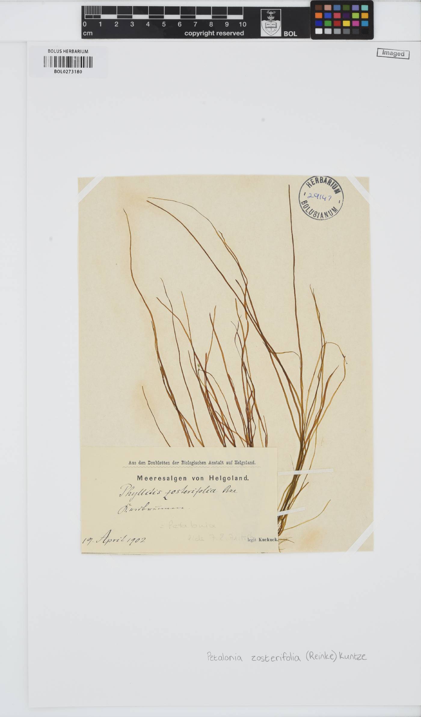 Planosiphon zosterifolius image