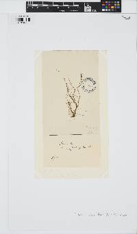 Planosiphon zosterifolius image