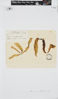 Petalonia fascia image