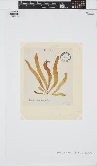 Petalonia fascia image
