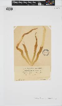 Petalonia fascia image