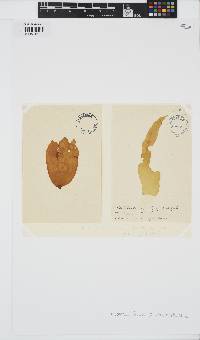 Petalonia fascia image