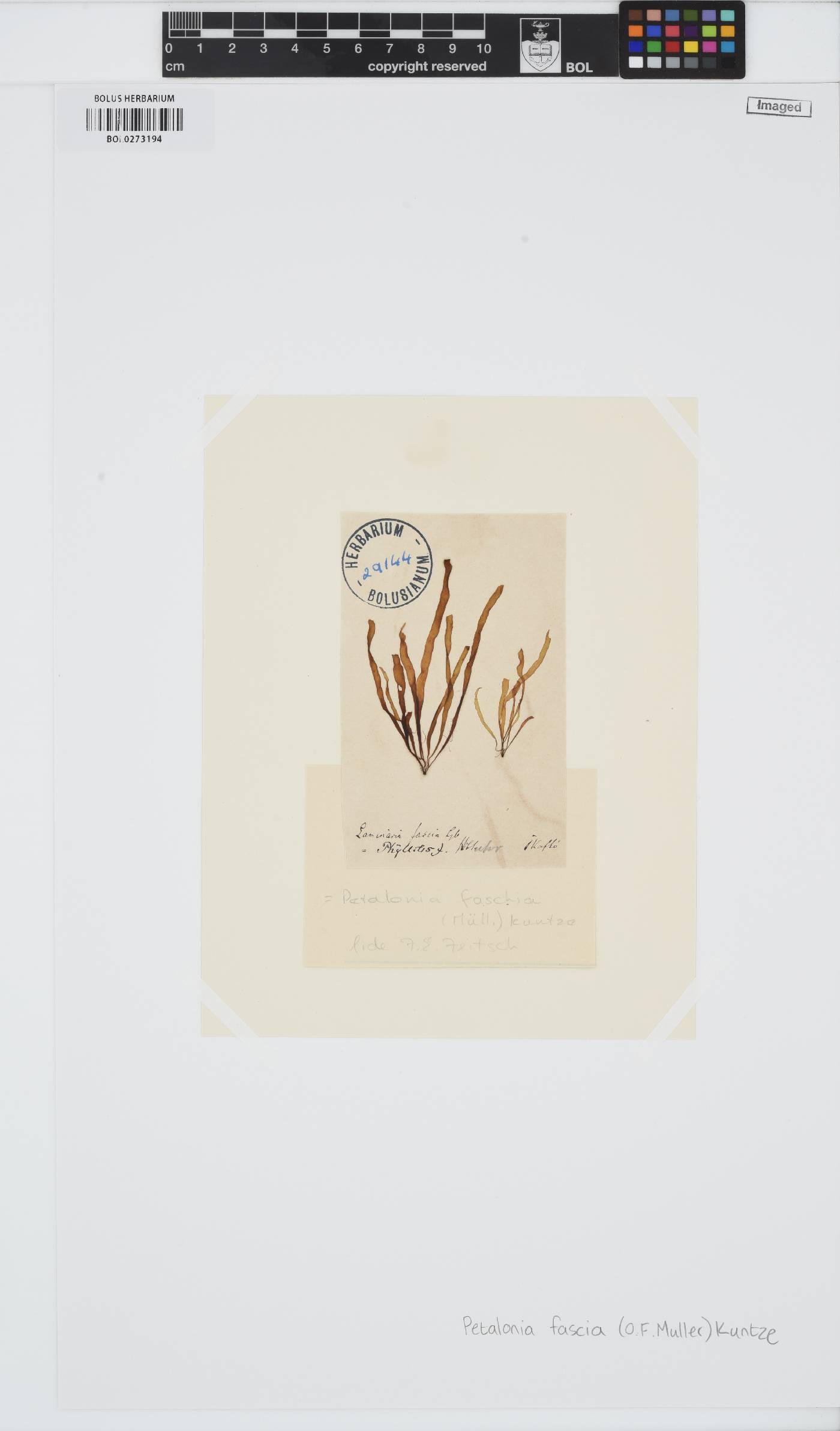 Petalonia fascia image