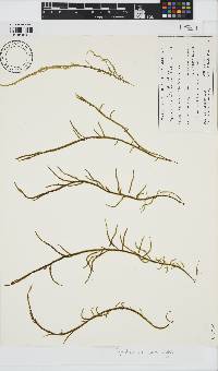 Papenfussiella lutea image