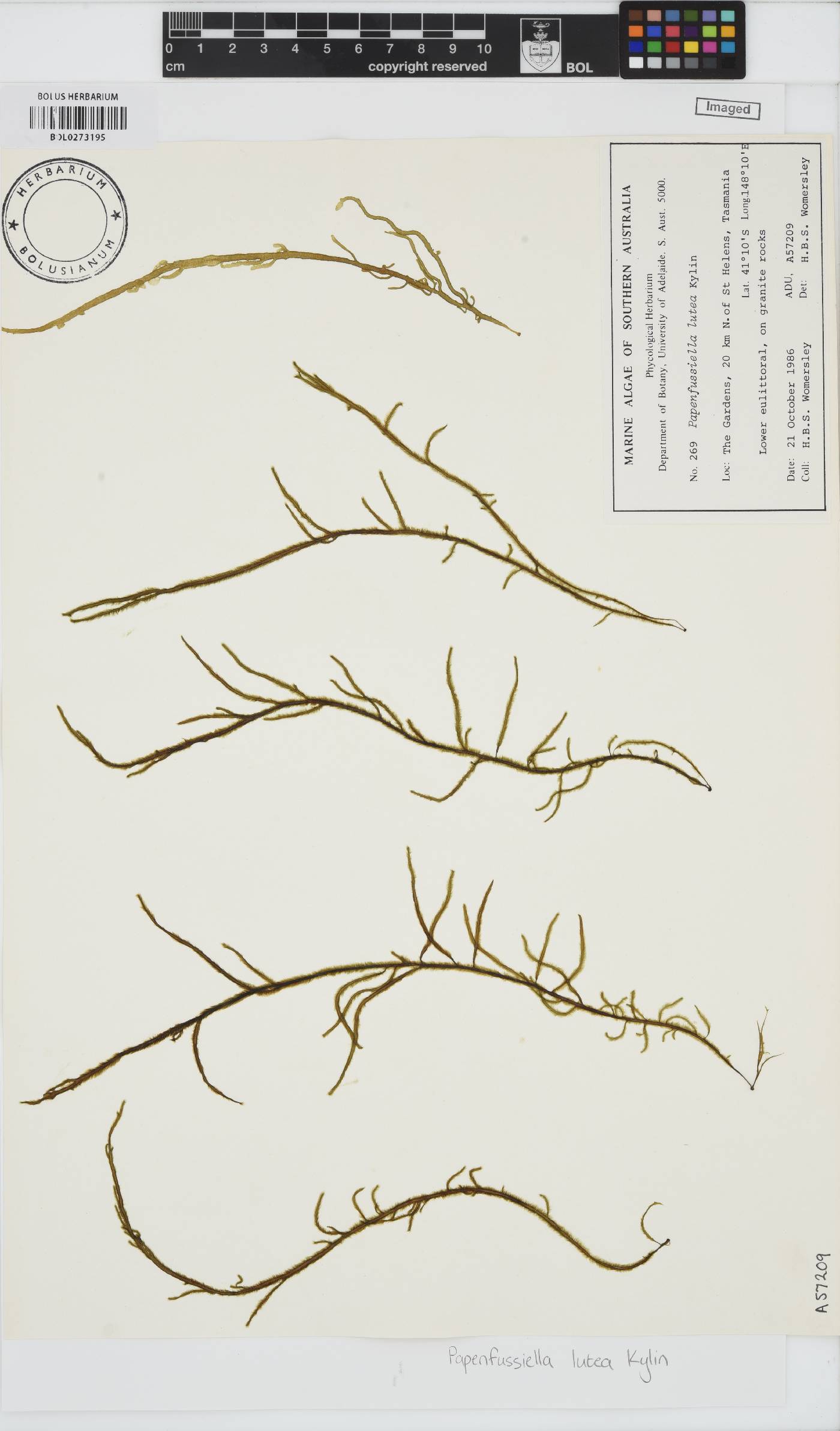 Papenfussiella lutea image