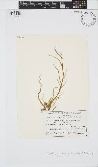 Image of Papenfussiella extensa