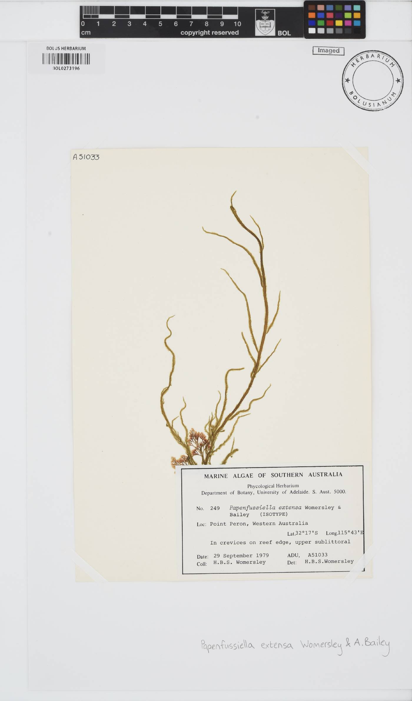 Papenfussiella extensa image