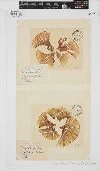 Padina pavonica image