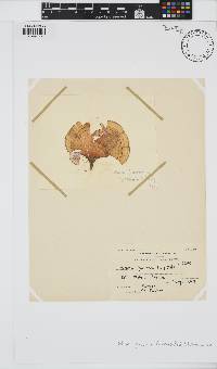 Padina pavonica image