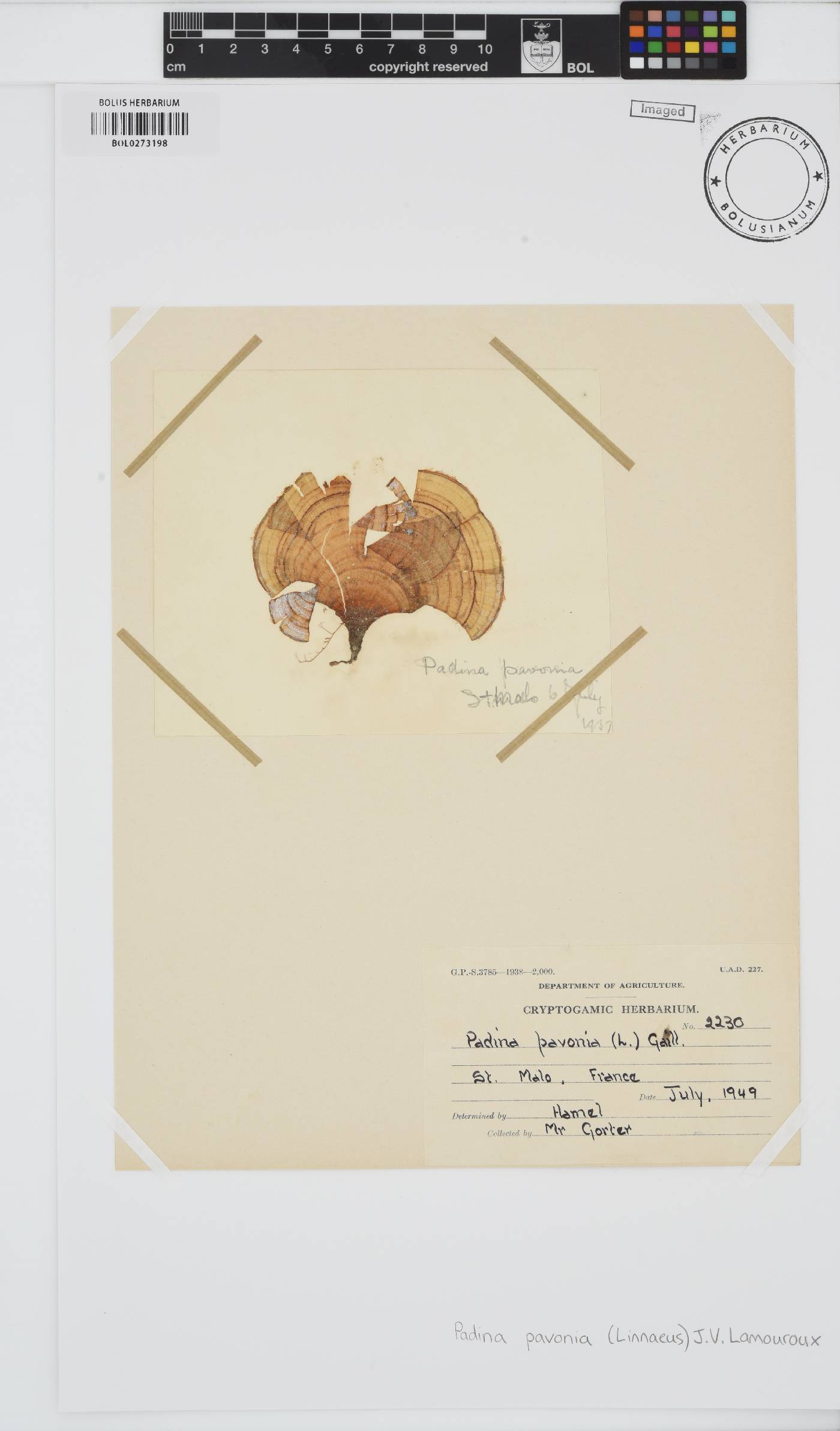 Padina pavonica image