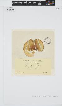 Padina pavonica image