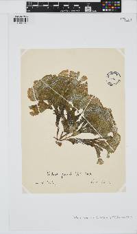 Padina pavonica image