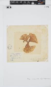 Padina pavonica image