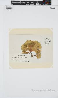 Padina pavonica image