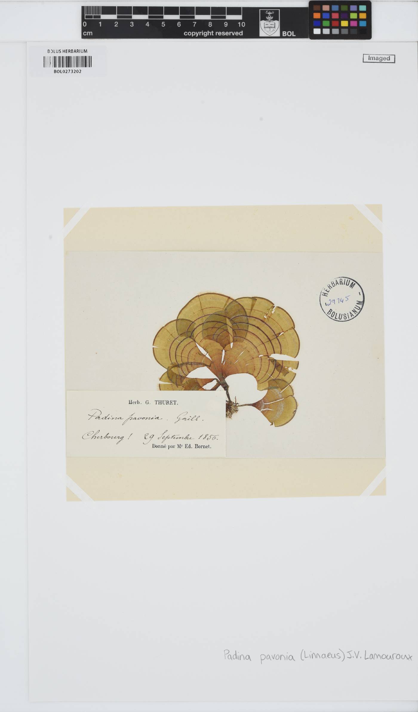 Padina pavonica image