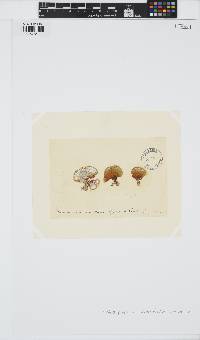 Padina pavonica image
