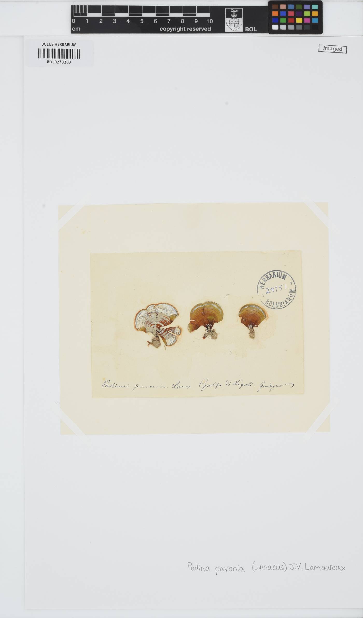 Padina image
