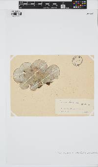 Padina pavonica image