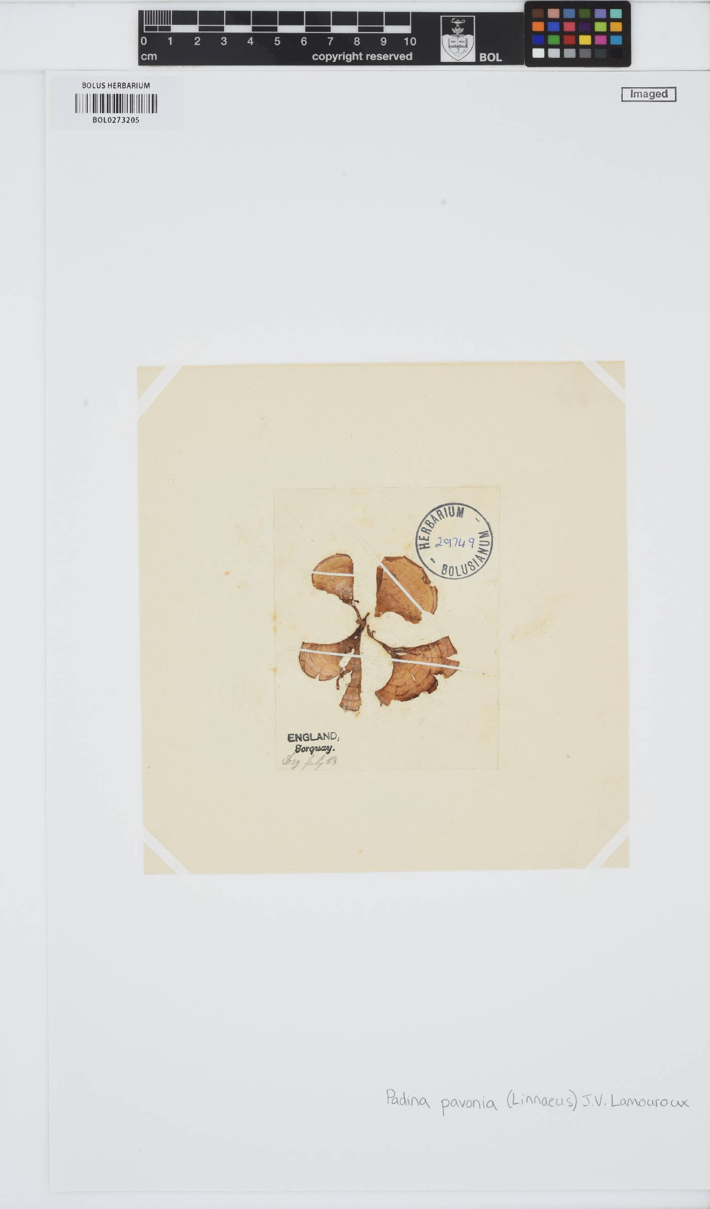 Padina pavonica image