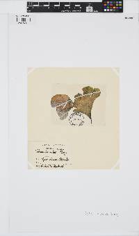 Image of Padina durvillei
