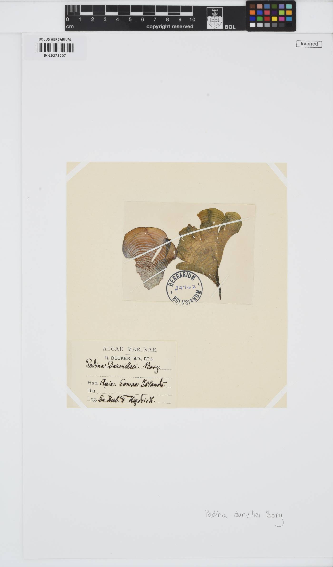 Padina durvillei image