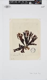 Padina durvillei image