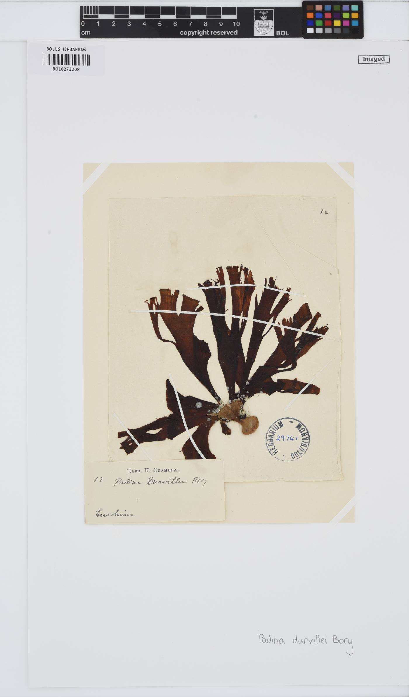 Padina durvillei image