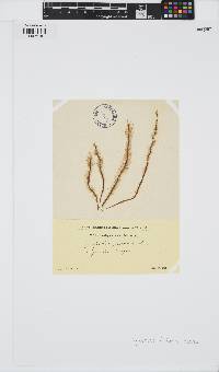 Myriotrichia clavaeformis image