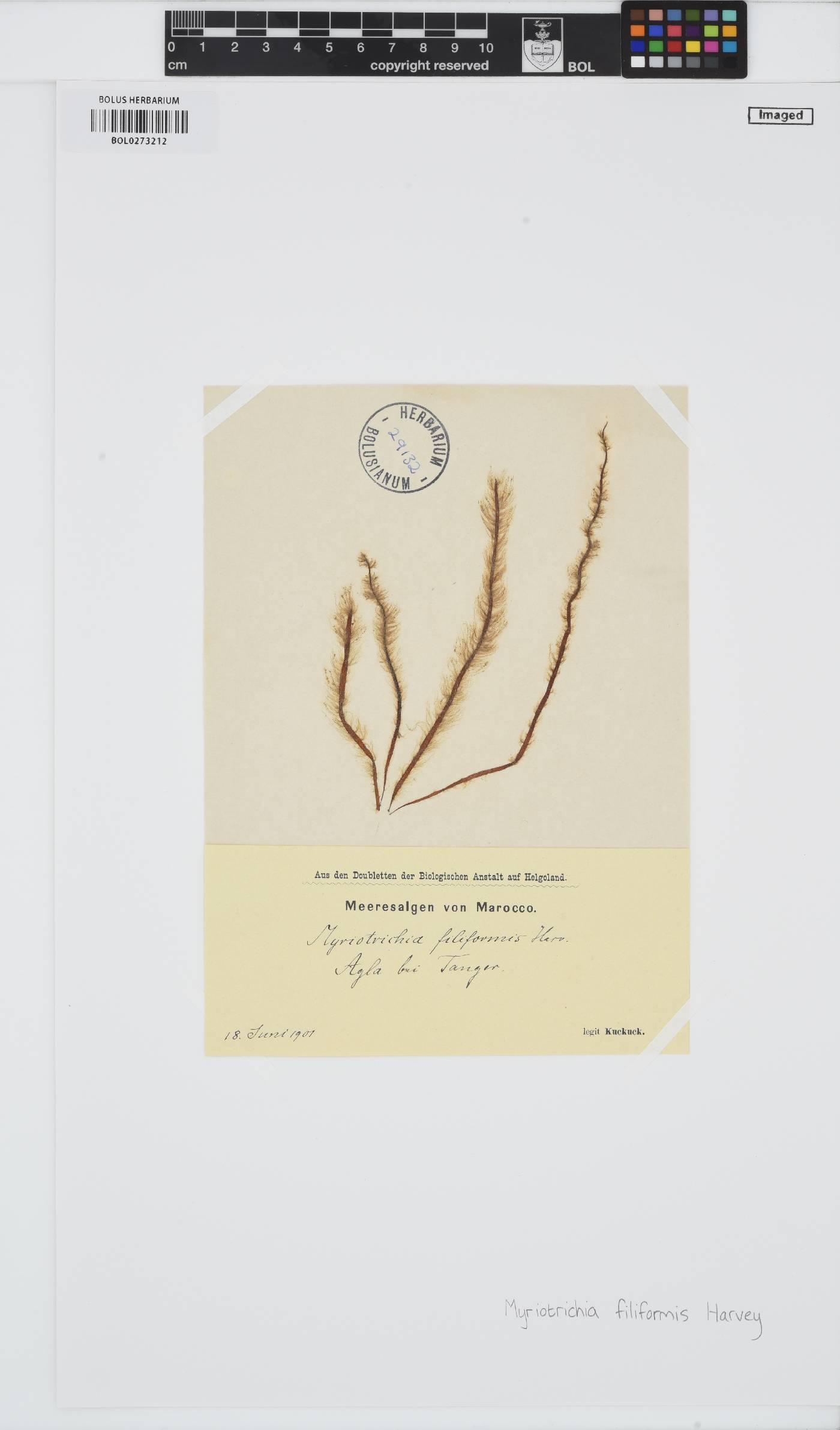 Myriotrichia image