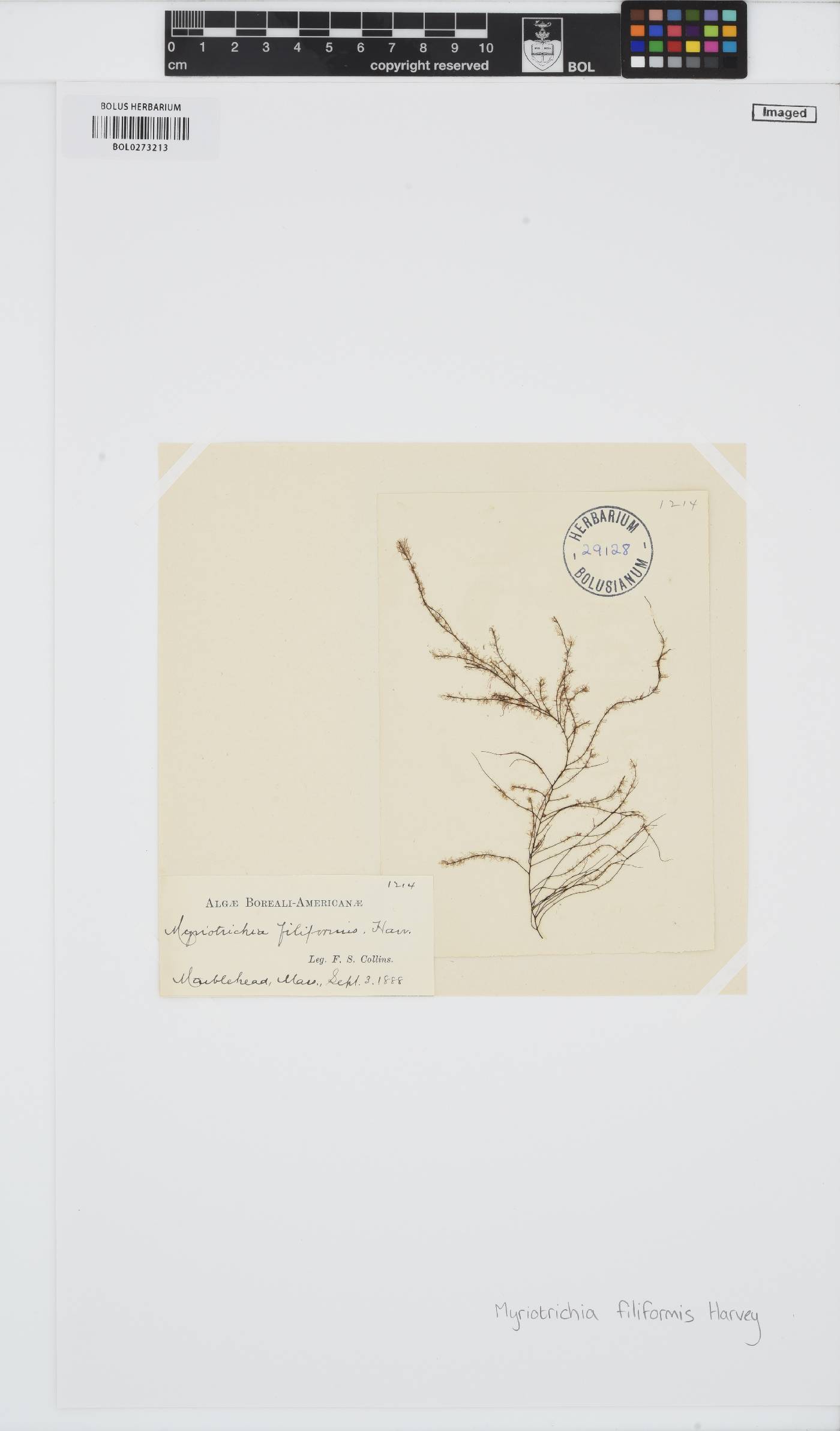 Myriotrichia image