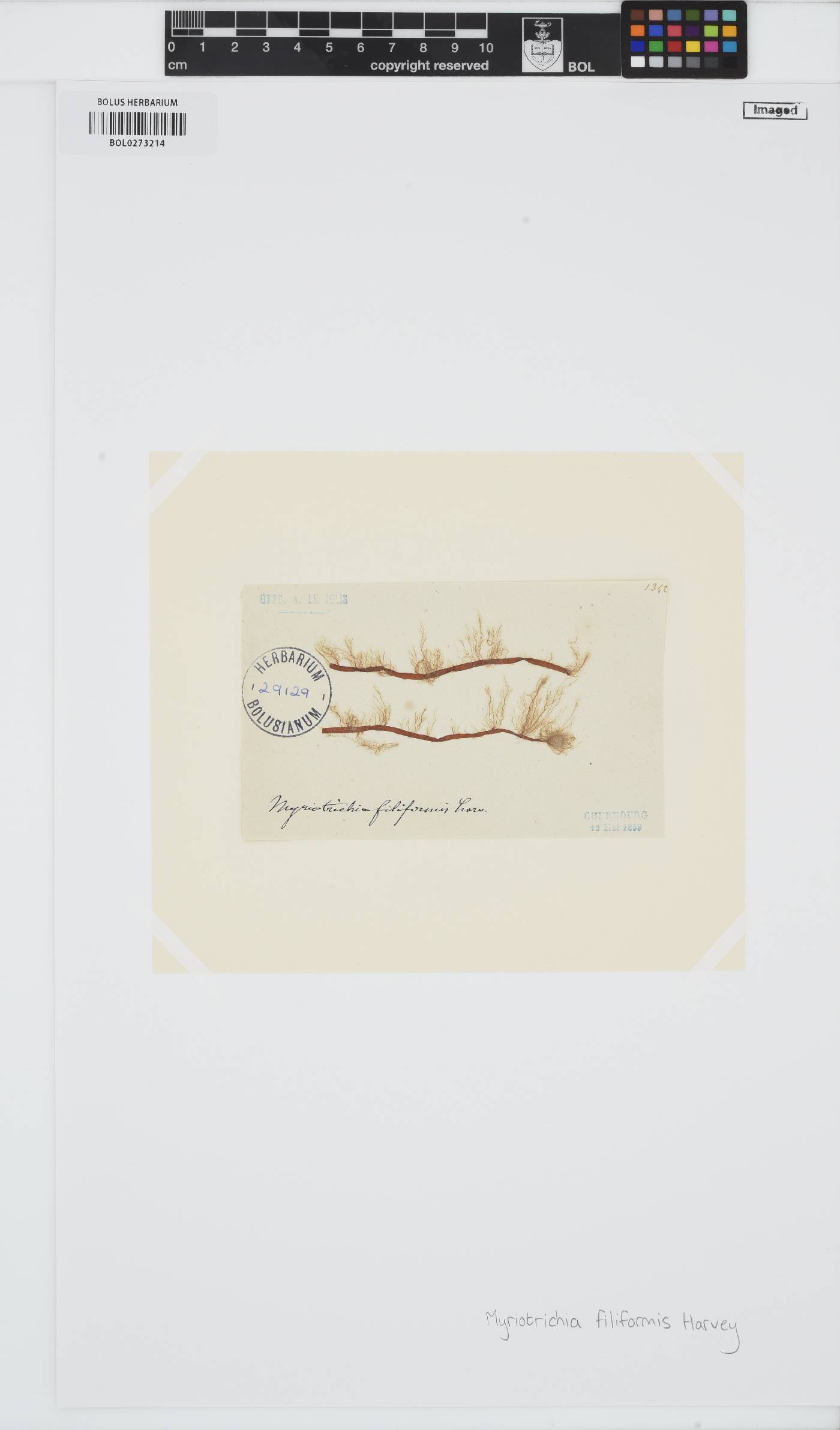 Myriotrichia clavaeformis image