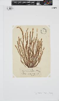 Myriotrichia clavaeformis image