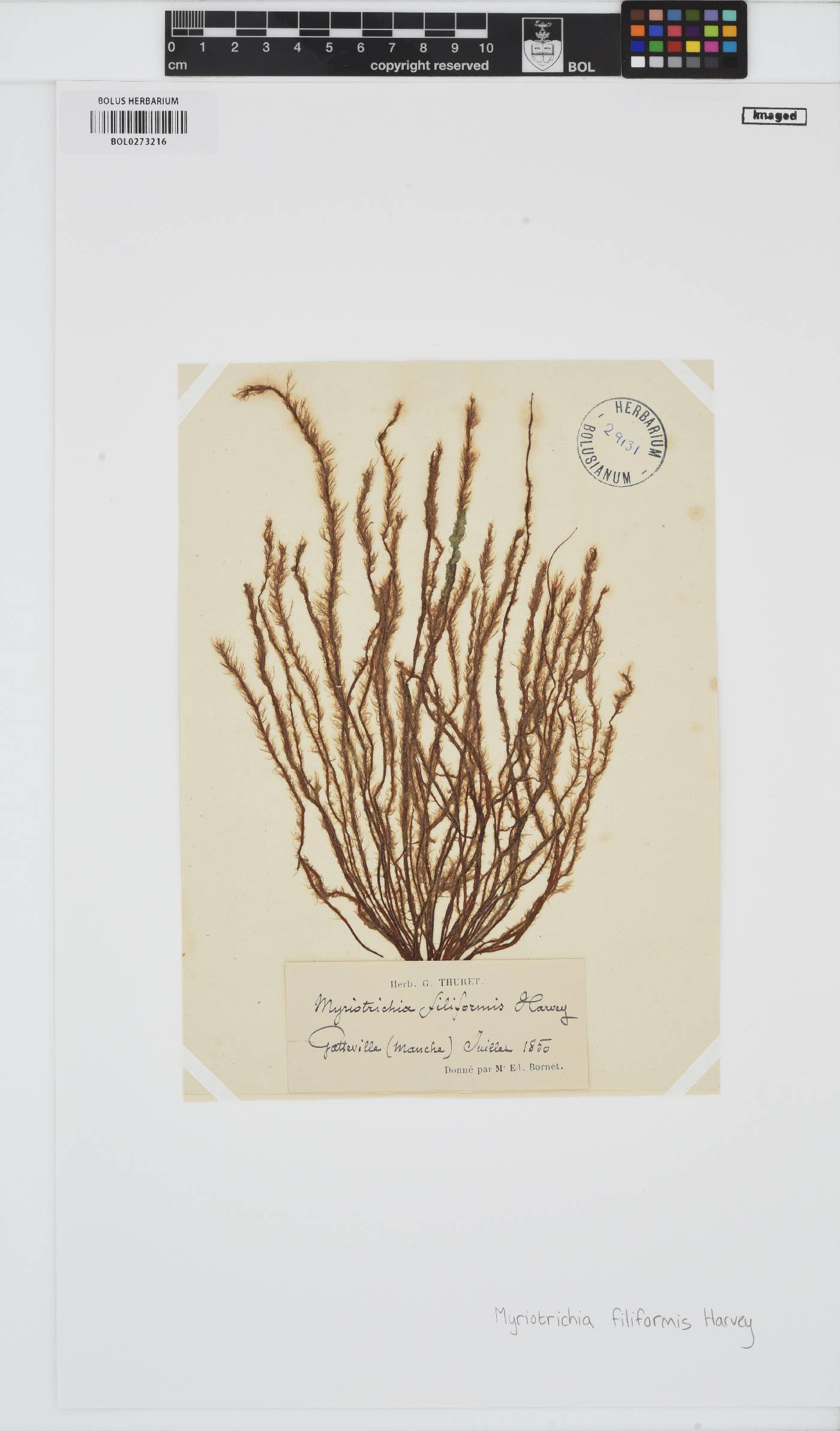 Myriotrichia clavaeformis image
