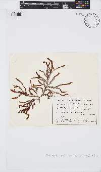 Image of Myriodesma serrulatum