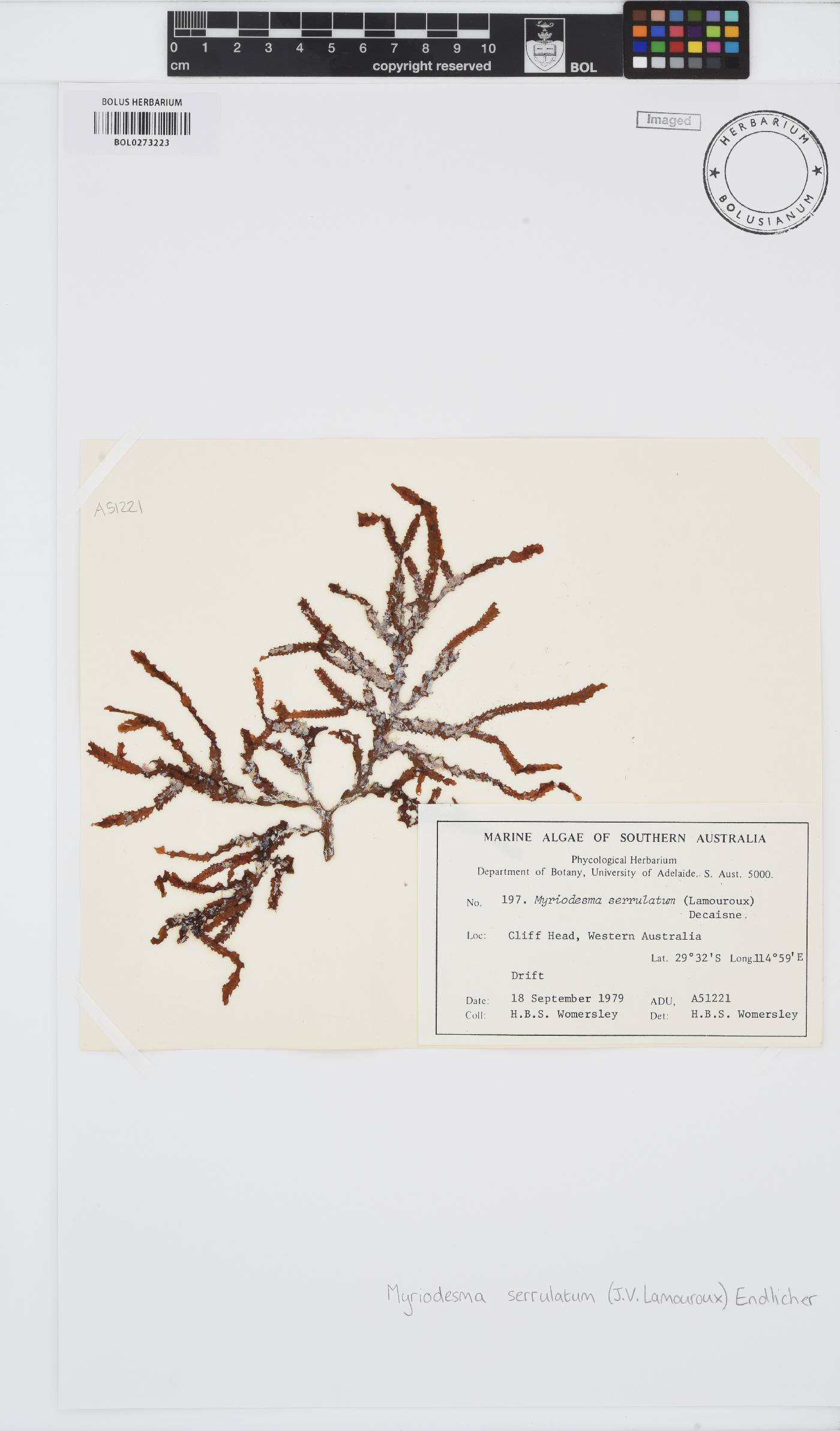 Myriodesma serrulatum image