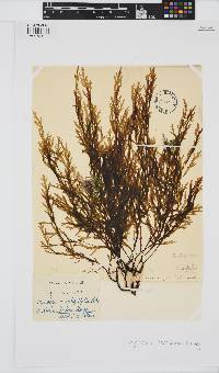 Myriodesma integrifolium image