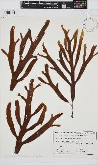 Image of Myriodesma calophyllum