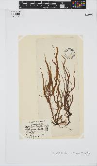 Mesogloia vermiculata image