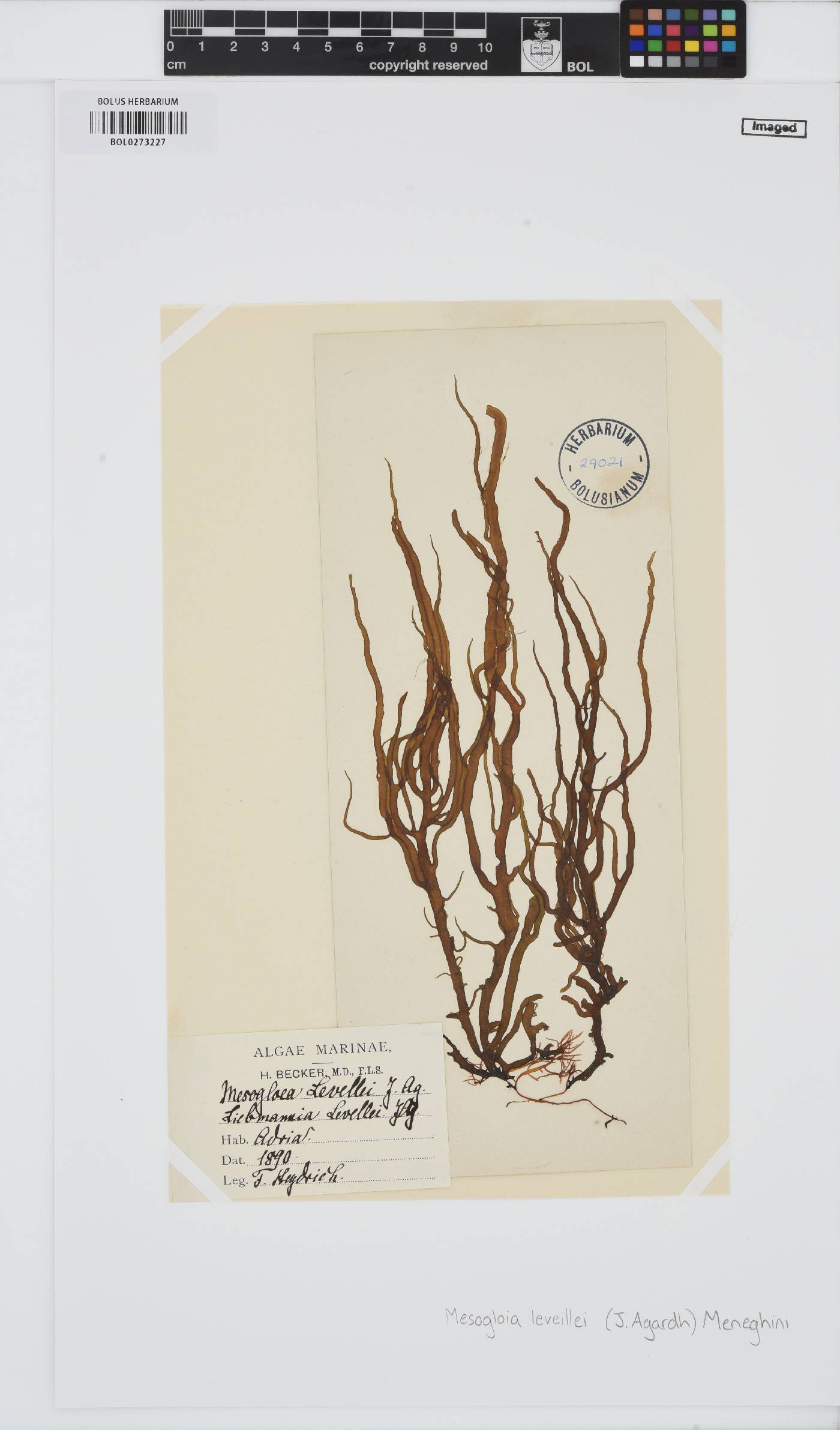 Mesogloia vermiculata image