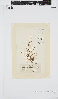 Mesogloia vermiculata image
