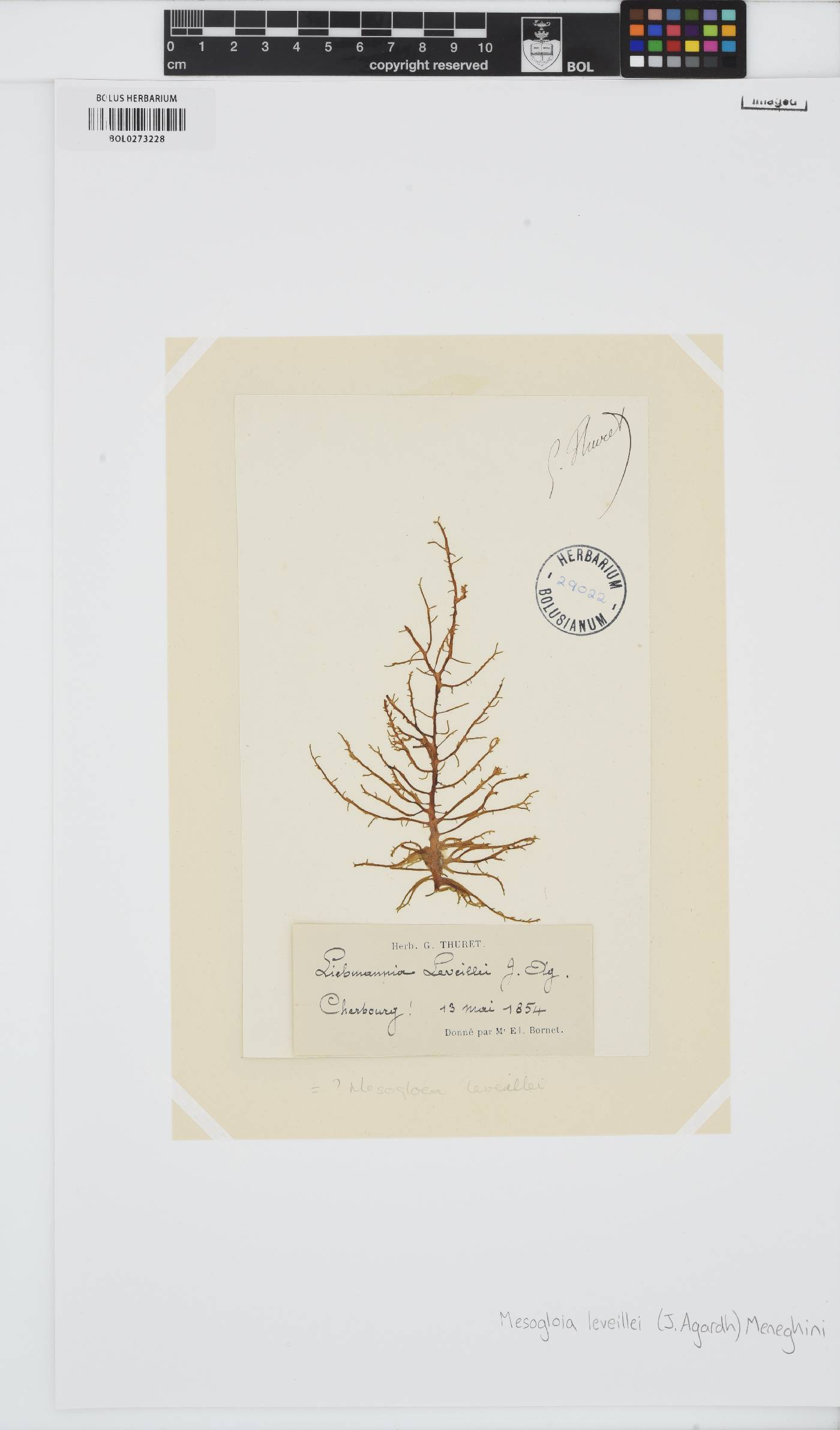 Mesogloia vermiculata image