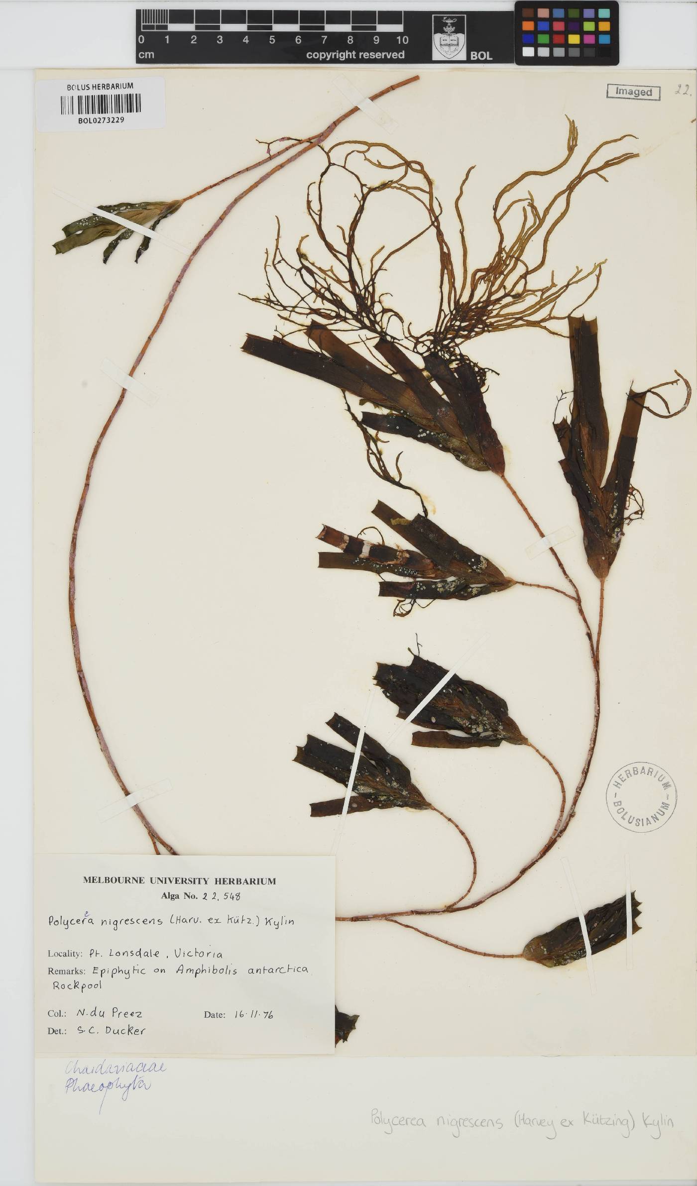 Polycerea image