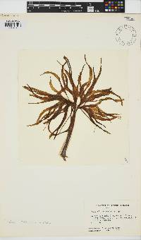 Image of Postelsia palmaeformis