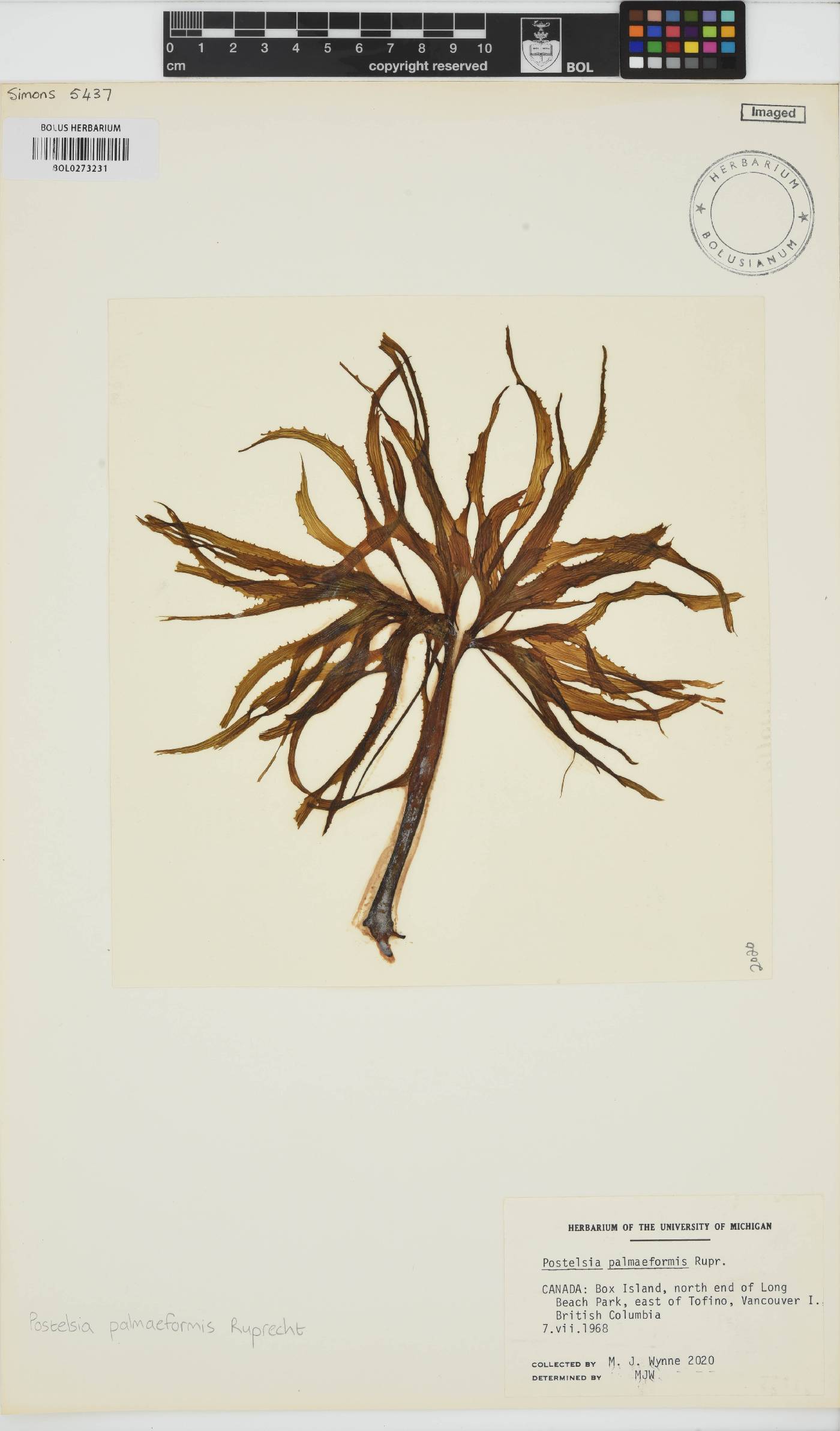 Postelsia palmaeformis image