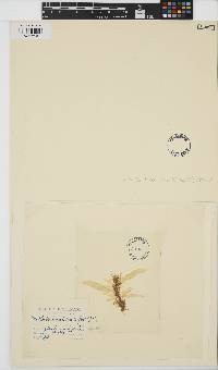 Punctaria tenuissima image