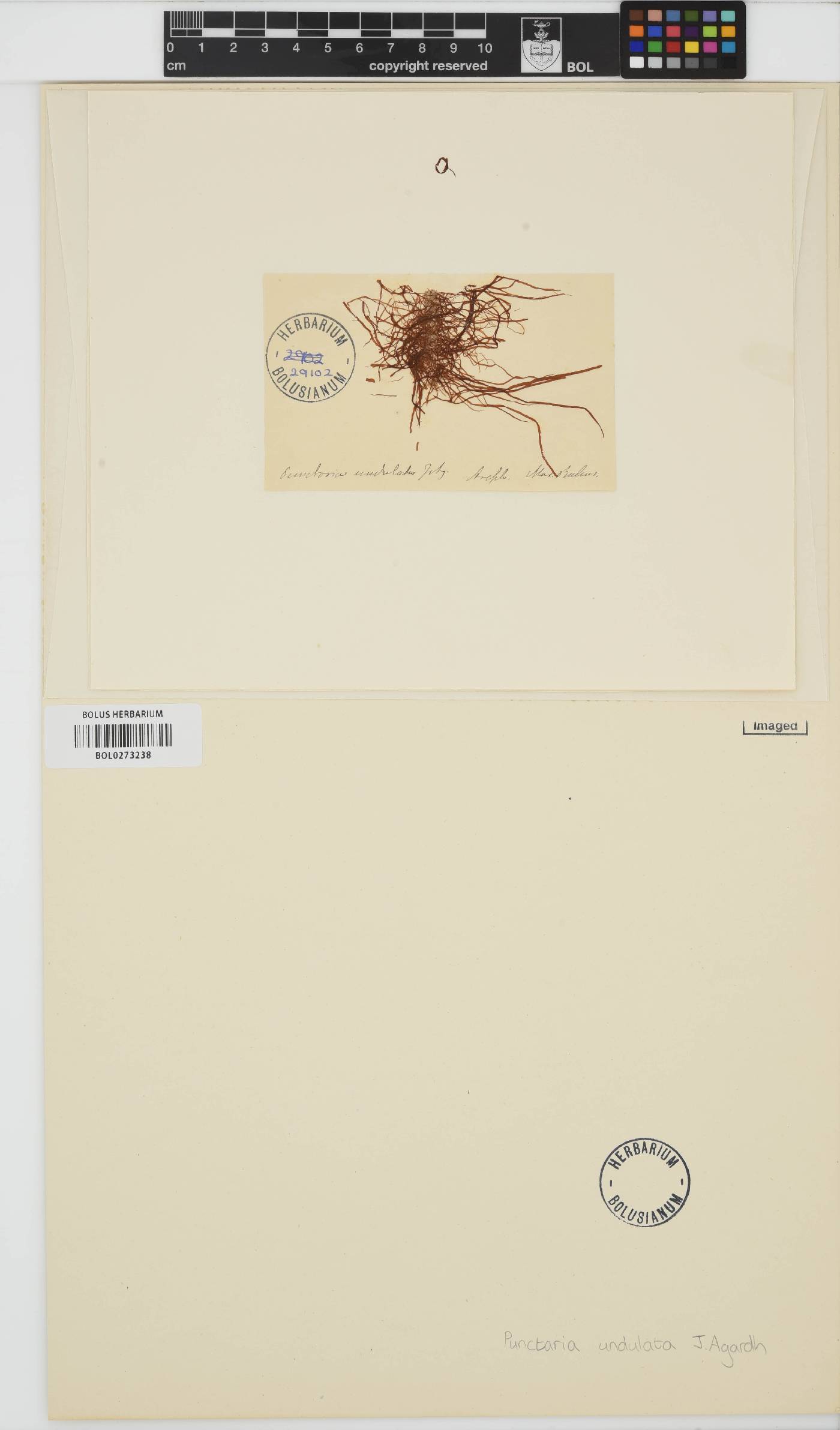 Punctaria image