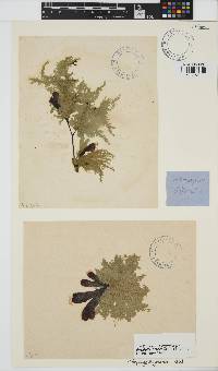 Pylaiella littoralis image