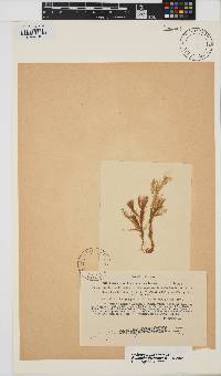 Pylaiella littoralis image